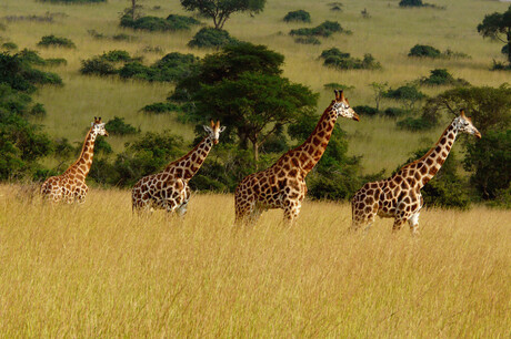 Giraffen in colonne