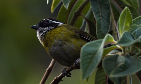 Sooty-capped Bush-tanager (Chlorospingus pileatus)