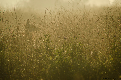 Spectres in the fog