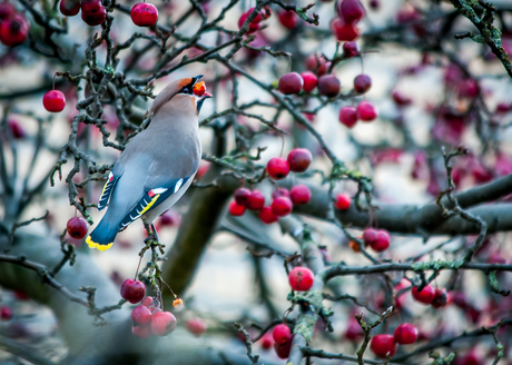 pestvogel gespot