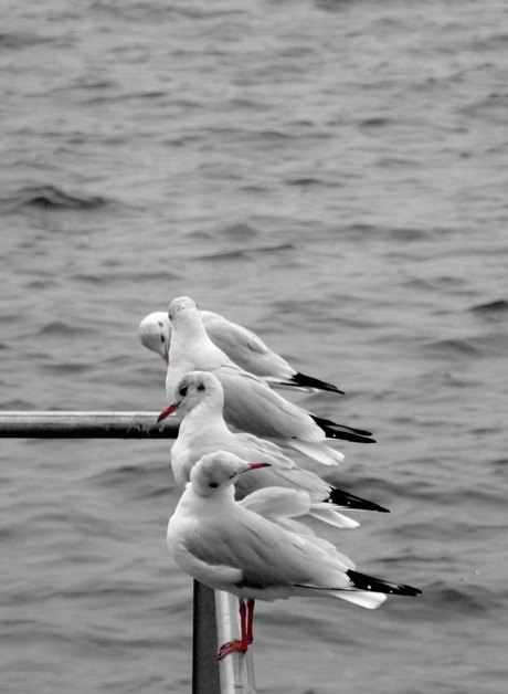 Birds on a row