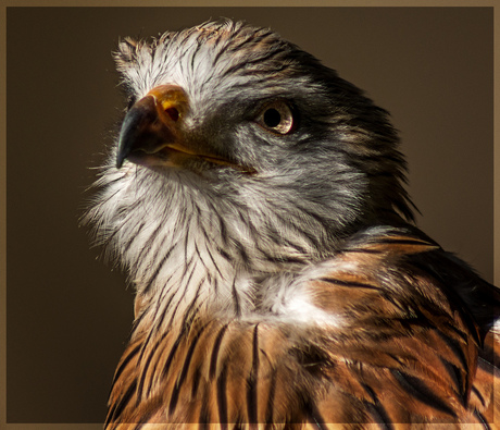 Arendbuizerd