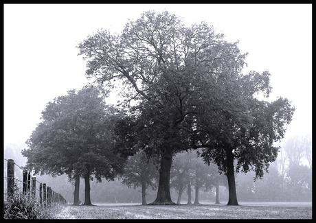 Bomen.