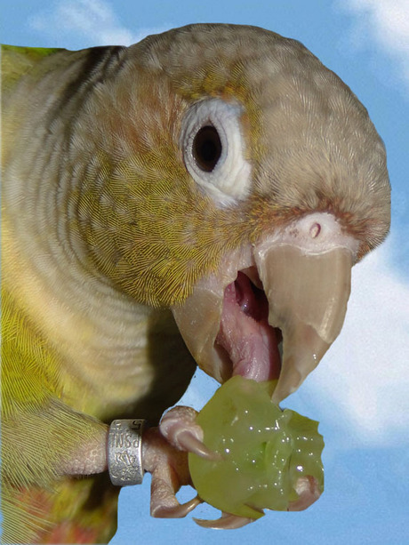 Mijn Cinamon-mutatie Groenwang-parkiet Kiwi is in de wolken.