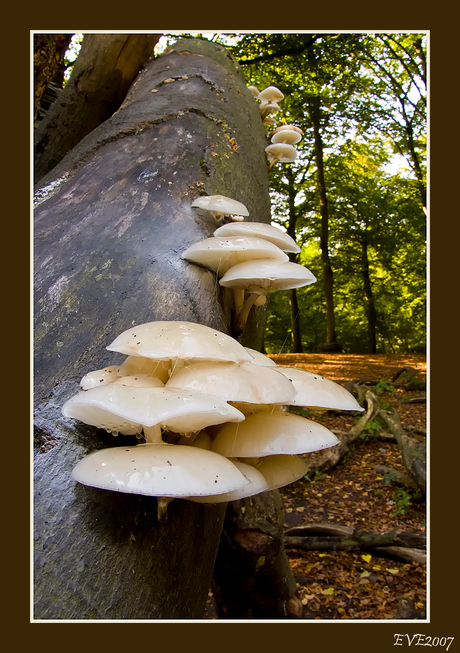 Mushroom stairway