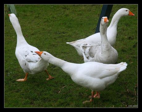 Noord, oost, zuid, west.