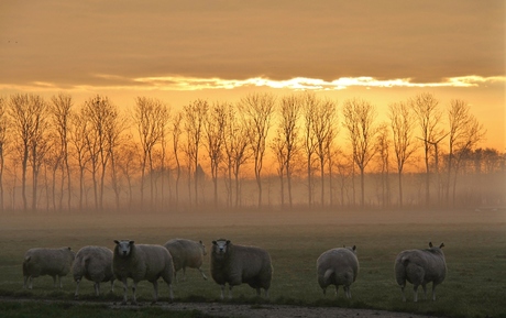early sheep