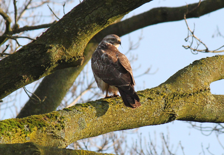 Buizerd