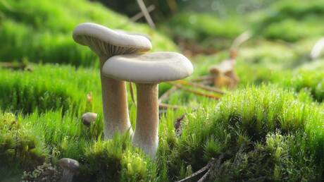macro paddenstoel