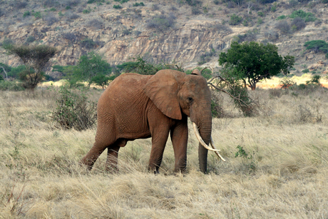 Olifant