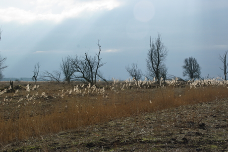Wandeling met boswachter 20 feb 2013