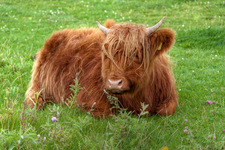 Schotse hooglander op Tiengemeten