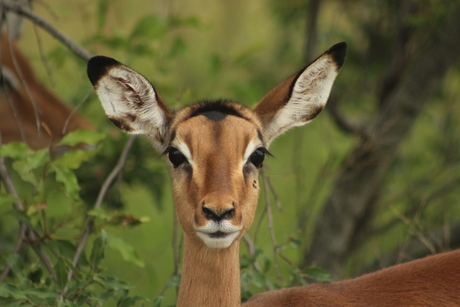 Springbok in het Kruger Park (Zuid-Afrika)