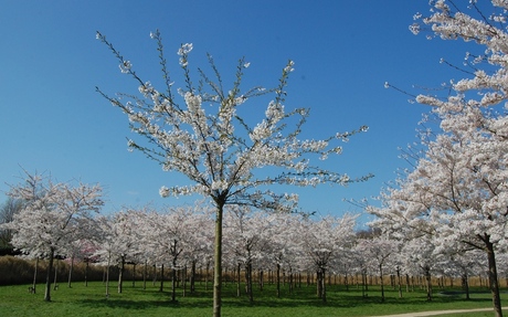 bomen in bloei