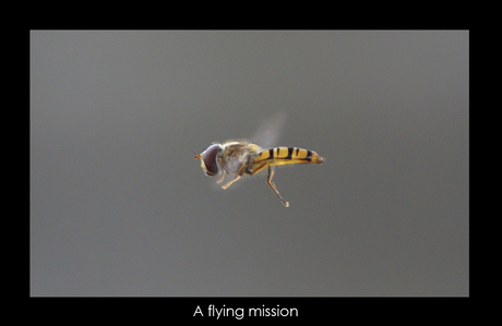 Flying Mission