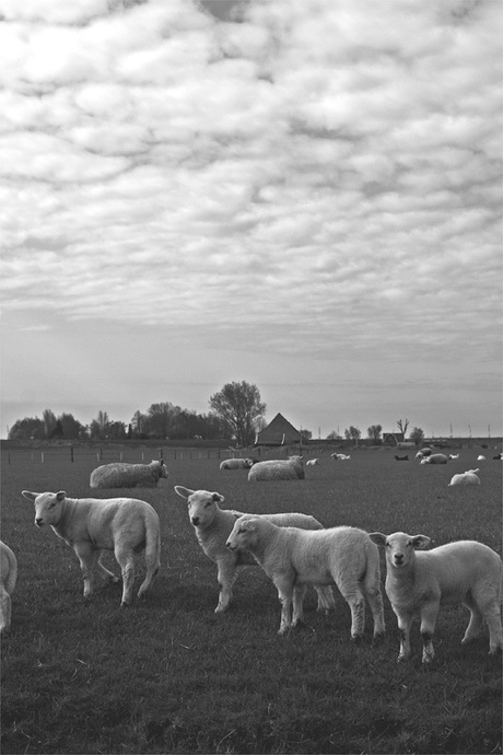 Schapen schaapjes en schapenwolken