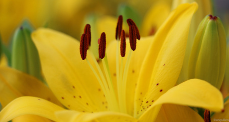 Yellow flower