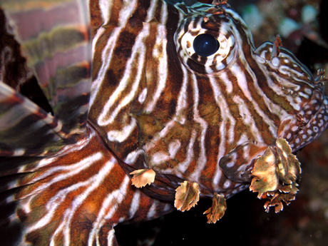 LionFish