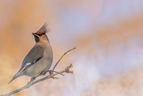 Bohemian Waxwing