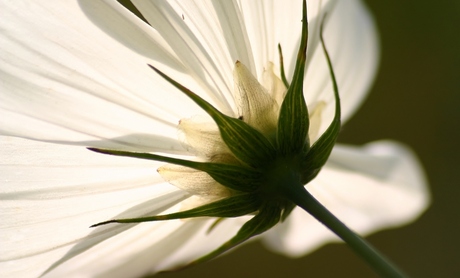 bloem van onderen