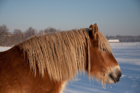 Paard in de sneeuw