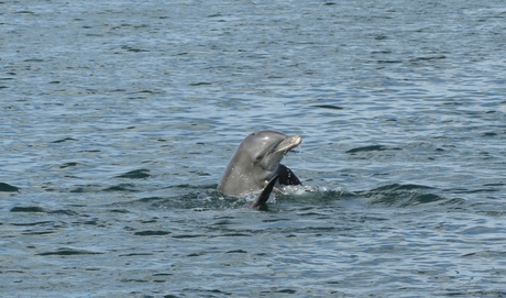 Wilde dolfijn