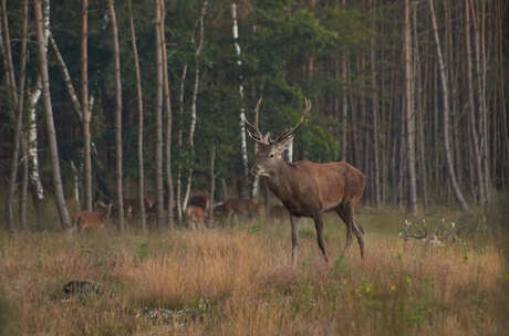 Edelhert, Veluwe