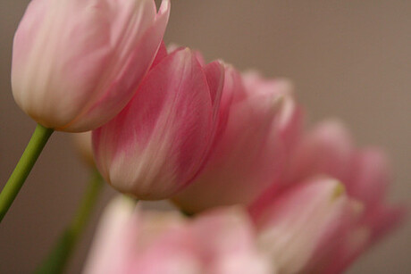 roze tulpen
