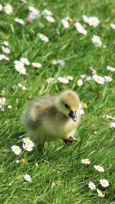 Zet je beste beentje voor