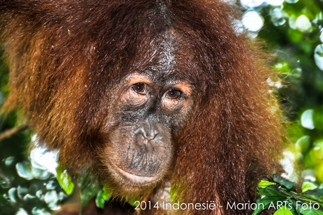 Sumatra oerang oetangs in the Wild