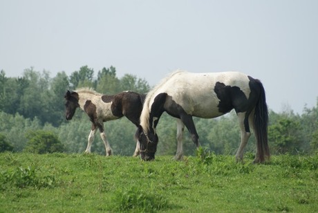 paarden in de uiterwaarde