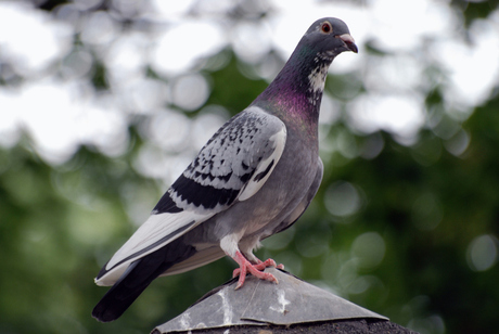 Antwerpen zoo