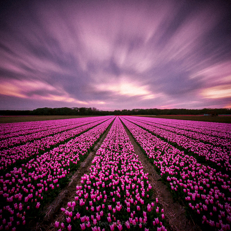 Pink explosion