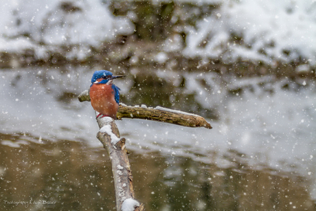 IJsvogel in de sneeuw
