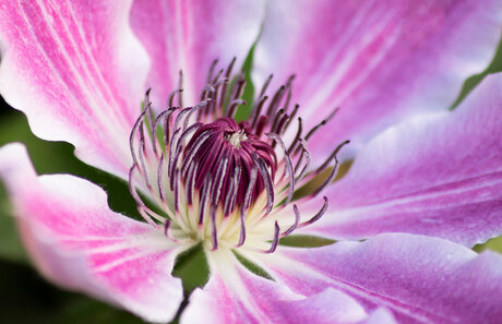 Het roze Hart van een Clematis