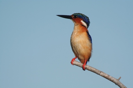 Kingfisher