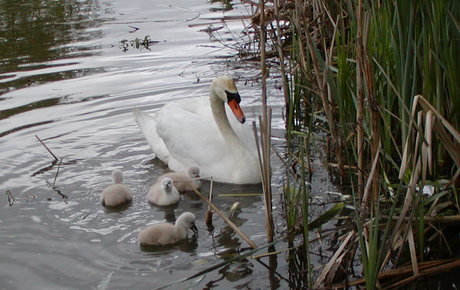 Hier samen met mama of papa