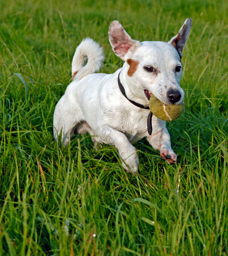 Jack russel in actie