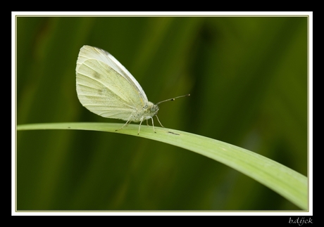little white butterfly...