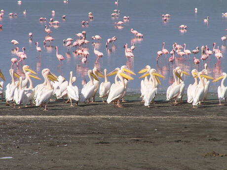 Flamingo's en pelikanen nakuru Kenia