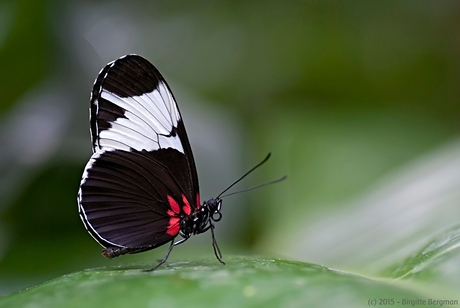 Mariposa