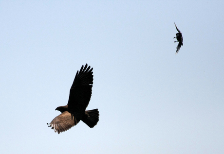 De Buizerd en de Ekster (2)