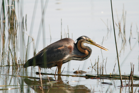 purperreiger in de Brenne