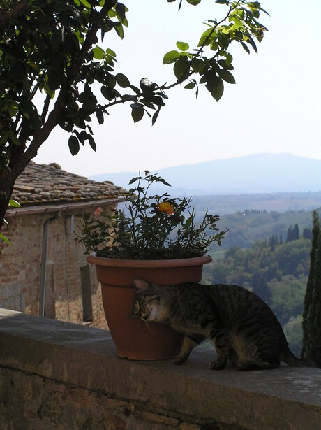 A cat at tuscany