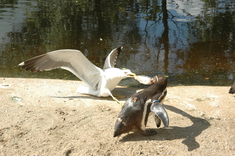 Meeuw versus Pinguin