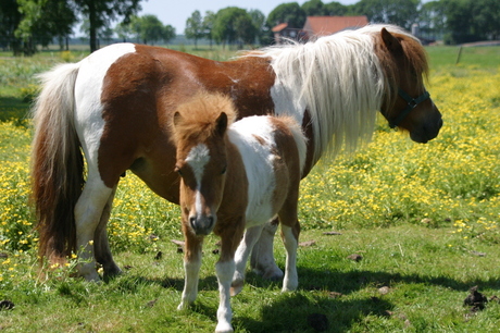 Pony met veulen