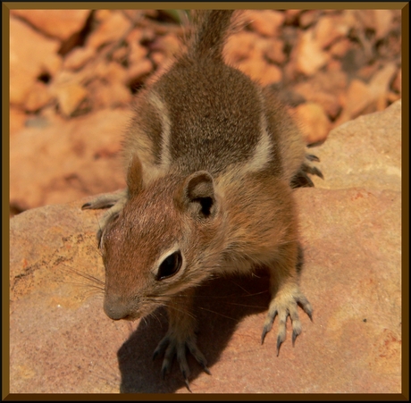 Brutale Grondeenkhoorn II