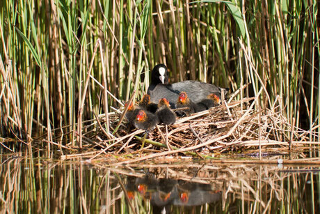 Zes meerkoetjes in de zon