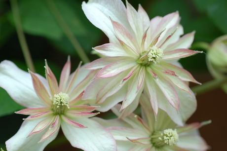 Clematis montana