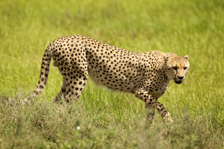 Wandelende Cheetah